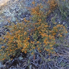 Dillwynia sericea at Lake George, NSW - 30 Oct 2024