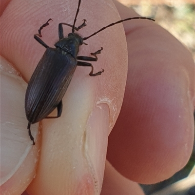 Homotrysis scutellaris (Darkling beetle) at Wanniassa, ACT - 29 Oct 2024 by gregbaines