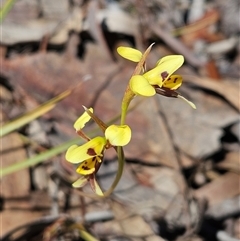 Diuris sulphurea (Tiger Orchid) at Whitlam, ACT - 26 Oct 2024 by sangio7