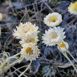 Leucochrysum albicans subsp. tricolor at Lake George, NSW - 30 Oct 2024 07:40 AM