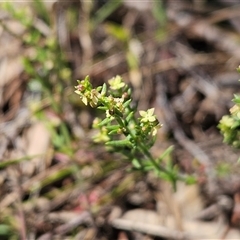 Galium gaudichaudii subsp. gaudichaudii (Rough Bedstraw) at Whitlam, ACT - 26 Oct 2024 by sangio7