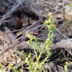 Galium gaudichaudii subsp. gaudichaudii at Whitlam, ACT - 26 Oct 2024 02:51 PM