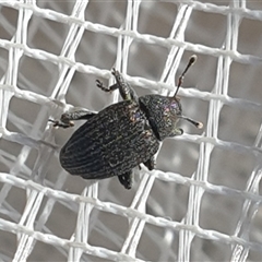 Melanterius sp. (genus) (Unidentified Melanterius weevil) at Wanniassa, ACT - 30 Oct 2024 by gregbaines