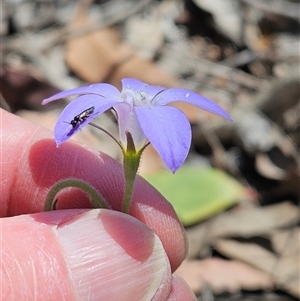 Wahlenbergia stricta subsp. stricta at Whitlam, ACT - 26 Oct 2024