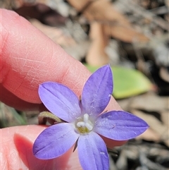 Wahlenbergia stricta subsp. stricta at Whitlam, ACT - 26 Oct 2024