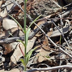 Wahlenbergia stricta subsp. stricta at Whitlam, ACT - 26 Oct 2024