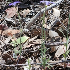 Wahlenbergia stricta subsp. stricta at Whitlam, ACT - 26 Oct 2024