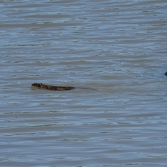 Hydromys chrysogaster (Rakali or Water Rat) at Point Cook, VIC - 26 Oct 2024 by BirdoMatt