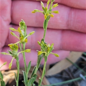 Pimelea curviflora at Whitlam, ACT - 26 Oct 2024 03:05 PM