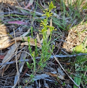 Pimelea curviflora at Whitlam, ACT - 26 Oct 2024 03:05 PM