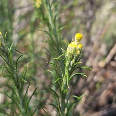 Chrysocephalum semipapposum (Clustered Everlasting) at Whitlam, ACT - 26 Oct 2024 by sangio7