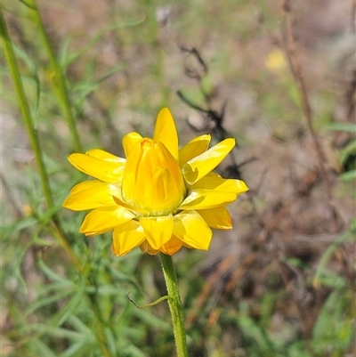 Xerochrysum viscosum (Sticky Everlasting) at Whitlam, ACT - 26 Oct 2024 by sangio7