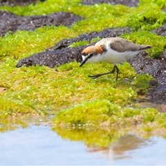 Anarhynchus ruficapillus (Red-capped Plover) at Moruya Heads, NSW - 28 Oct 2024 by jb2602