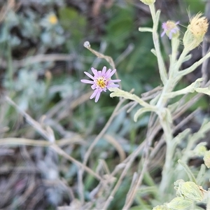 Vittadinia gracilis at Whitlam, ACT - 26 Oct 2024