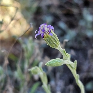 Vittadinia gracilis at Whitlam, ACT - 26 Oct 2024