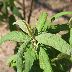 Olearia lirata at Hawker, ACT - 26 Oct 2024