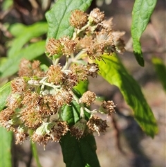 Olearia lirata at Hawker, ACT - 26 Oct 2024