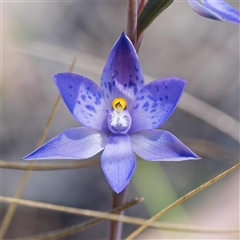 Thelymitra x truncata (Truncate Sun Orchid) at Captains Flat, NSW - 29 Oct 2024 by DPRees125