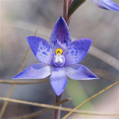 Thelymitra x truncata (Truncate Sun Orchid) at Captains Flat, NSW - 29 Oct 2024 by DPRees125