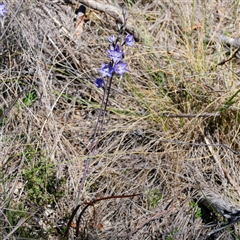 Thelymitra x truncata at Captains Flat, NSW - 29 Oct 2024