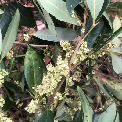 Guioa semiglauca at Kungala, NSW - 29 Oct 2024 by donnanchris