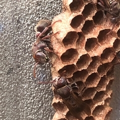 Ropalidia sp. (genus) (A paper wasp) at Kungala, NSW - 29 Oct 2024 by donnanchris