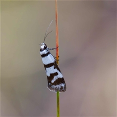 Philobota impletella Group (A concealer moth) at Captains Flat, NSW - 29 Oct 2024 by DPRees125