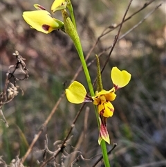 Diuris sulphurea (Tiger Orchid) at Hawker, ACT - 27 Oct 2024 by sangio7