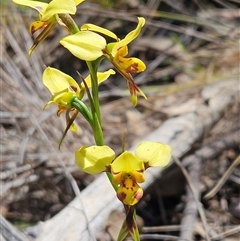 Diuris sulphurea (Tiger Orchid) at Hawker, ACT - 27 Oct 2024 by sangio7