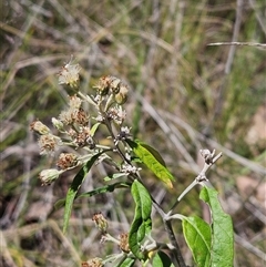 Olearia lirata (Snowy Daisybush) at Hawker, ACT - 27 Oct 2024 by sangio7