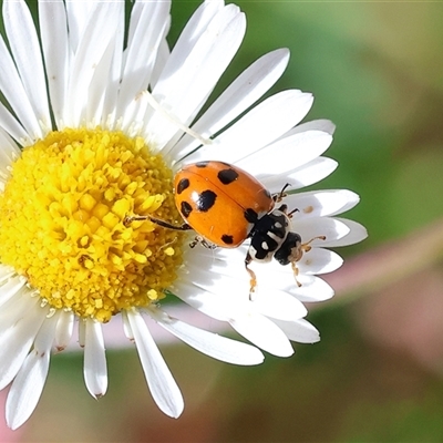 Hippodamia variegata (Spotted Amber Ladybird) at Wodonga, VIC - 30 Oct 2024 by KylieWaldon