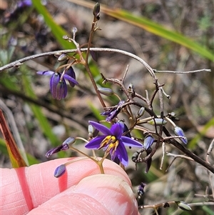 Dianella revoluta var. revoluta at Hawker, ACT - 27 Oct 2024