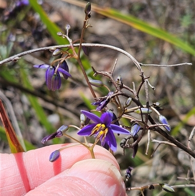 Dianella revoluta var. revoluta (Black-Anther Flax Lily) at Hawker, ACT - 27 Oct 2024 by sangio7