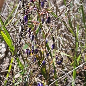 Dianella revoluta var. revoluta at Hawker, ACT - 27 Oct 2024