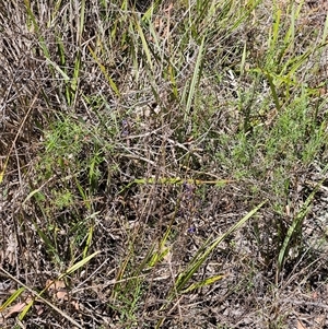 Dianella revoluta var. revoluta at Hawker, ACT - 27 Oct 2024