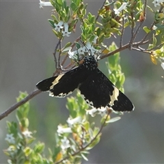 Eutrichopidia latinus (Yellow-banded Day-moth) at Hall, ACT - 29 Oct 2024 by Anna123