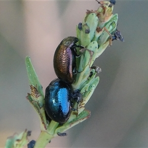 Chrysolina quadrigemina at Hall, ACT - 29 Oct 2024 09:23 AM