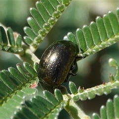 Chrysolina quadrigemina at Hall, ACT - 29 Oct 2024 09:23 AM