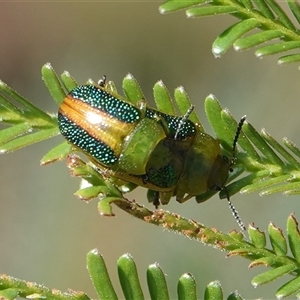 Calomela parilis at Hall, ACT - 29 Oct 2024 09:29 AM