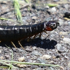 Cormocephalus sp.(genus) (Scolopendrid Centipede) at Dunlop, ACT - 29 Oct 2024 by RodDeb