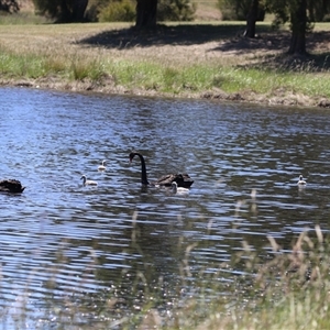 Cygnus atratus at Dunlop, ACT - 29 Oct 2024 12:31 PM