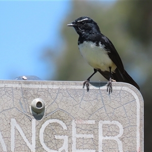 Rhipidura leucophrys at Dunlop, ACT - 29 Oct 2024 01:28 PM