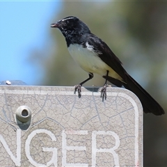 Rhipidura leucophrys at Dunlop, ACT - 29 Oct 2024 01:28 PM