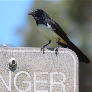 Rhipidura leucophrys at Dunlop, ACT - 29 Oct 2024 01:28 PM