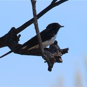 Rhipidura leucophrys at Dunlop, ACT - 29 Oct 2024 01:28 PM