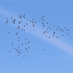 Threskiornis spinicollis at Dunlop, ACT - 29 Oct 2024