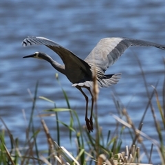 Egretta novaehollandiae (White-faced Heron) at Dunlop, ACT - 29 Oct 2024 by RodDeb