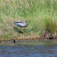 Egretta novaehollandiae at Dunlop, ACT - 29 Oct 2024 12:07 PM