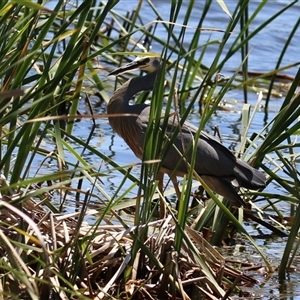 Egretta novaehollandiae at Dunlop, ACT - 29 Oct 2024