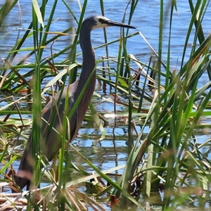 Egretta novaehollandiae at Dunlop, ACT - 29 Oct 2024 12:07 PM